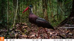 Camera trap