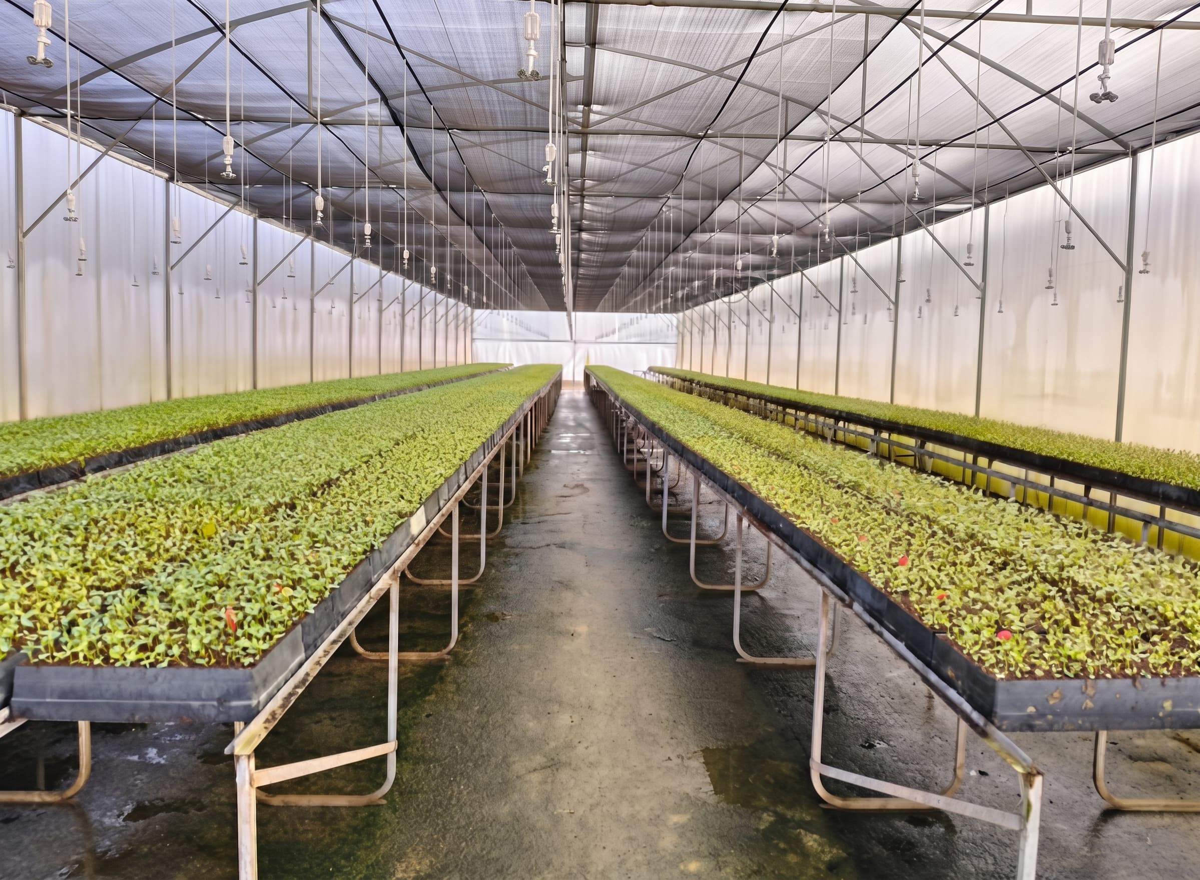 Misting system