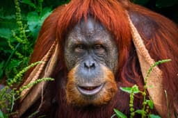 Orangutan 1