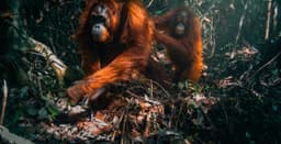 Tangkapan camera trap keluarga orang utan