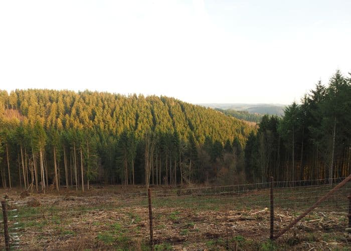 hutan tanaman industri