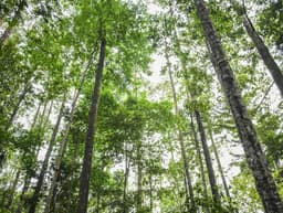 pengelolaan-hutan-berkelanjutan