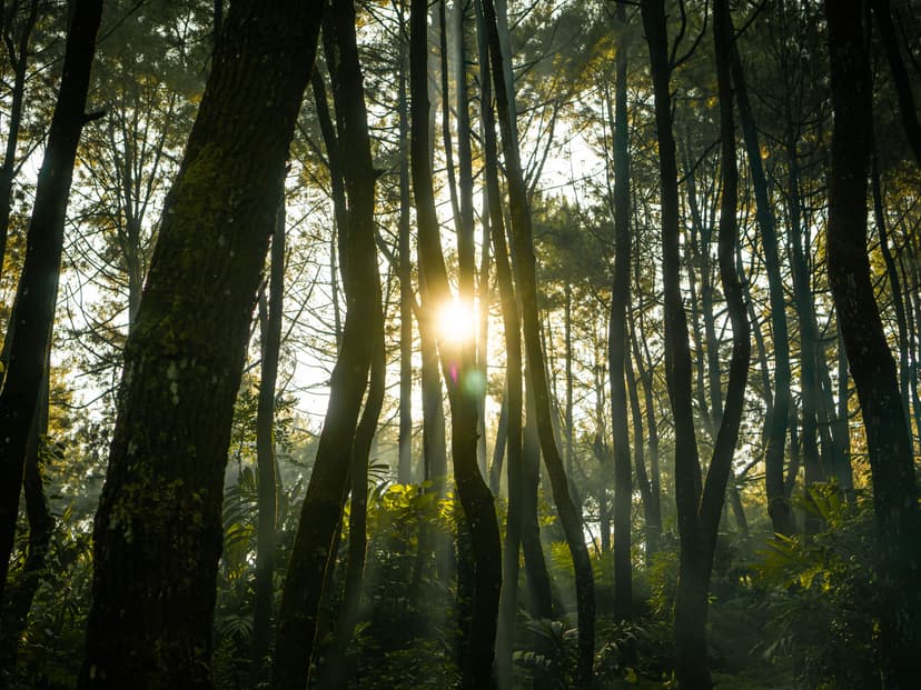 Indonesia Forestry