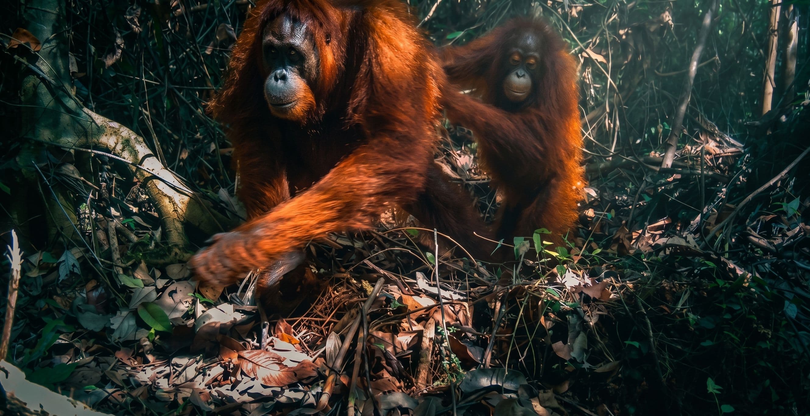 Tangkapan camera trap keluarga orang utan