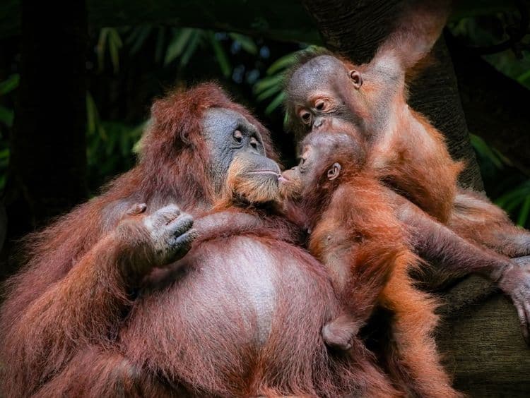 habitat orangutan