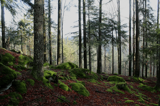 hutan lestari