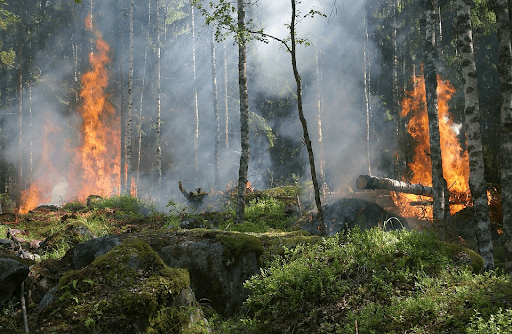 pencegahan kebakaran hutan